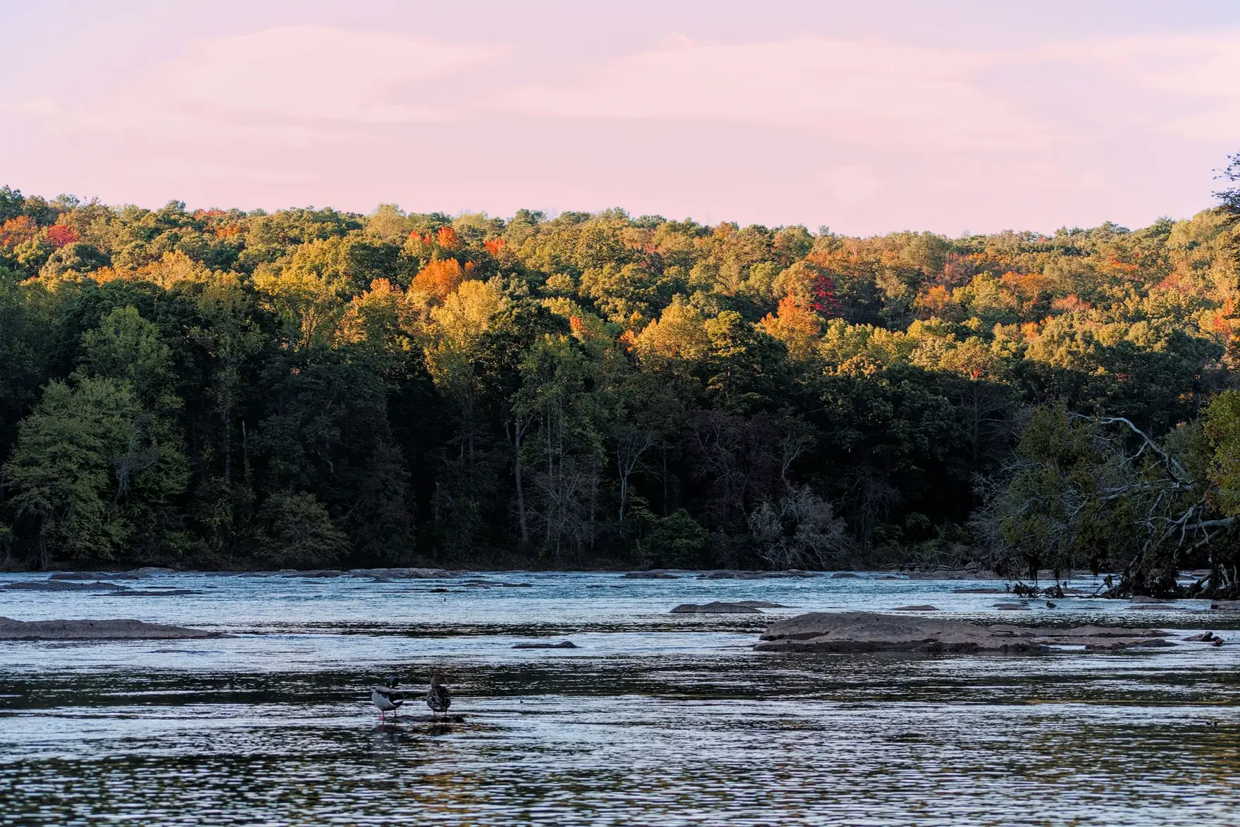 The Chattahoochee River flowing between wooded banks